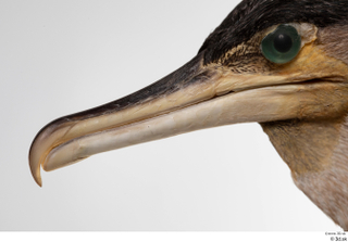  Double-crested cormorant Phalacrocorax auritus beak head 0002.jpg